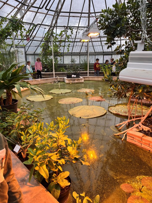 Riesige Seerosenblätter!